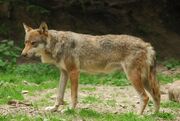 The Italian wolf