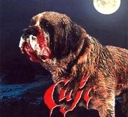 Cujo the St.Benard.