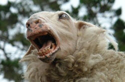 BlackSheep1