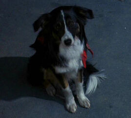 Toby