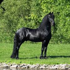 Friesian, Horse Valley 2 ROBLOX Wiki