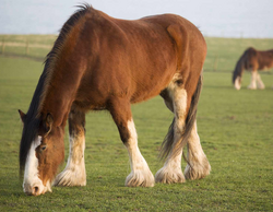 Roblox Horse Valley 2 Buying Clydesdale