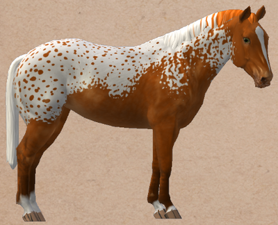 Appaloosa | Horse Isle 3 Infinite Wilds Wiki | Fandom