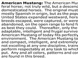 American Mustang