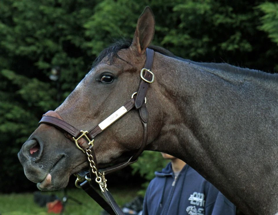 Oxbow/Gallery Horse Racing Wiki Fandom