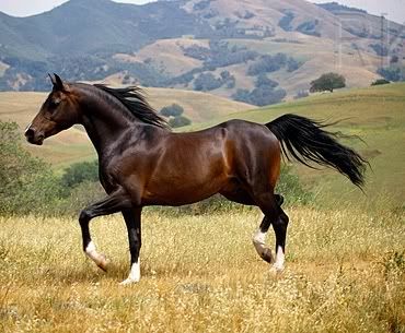 dark bay horse