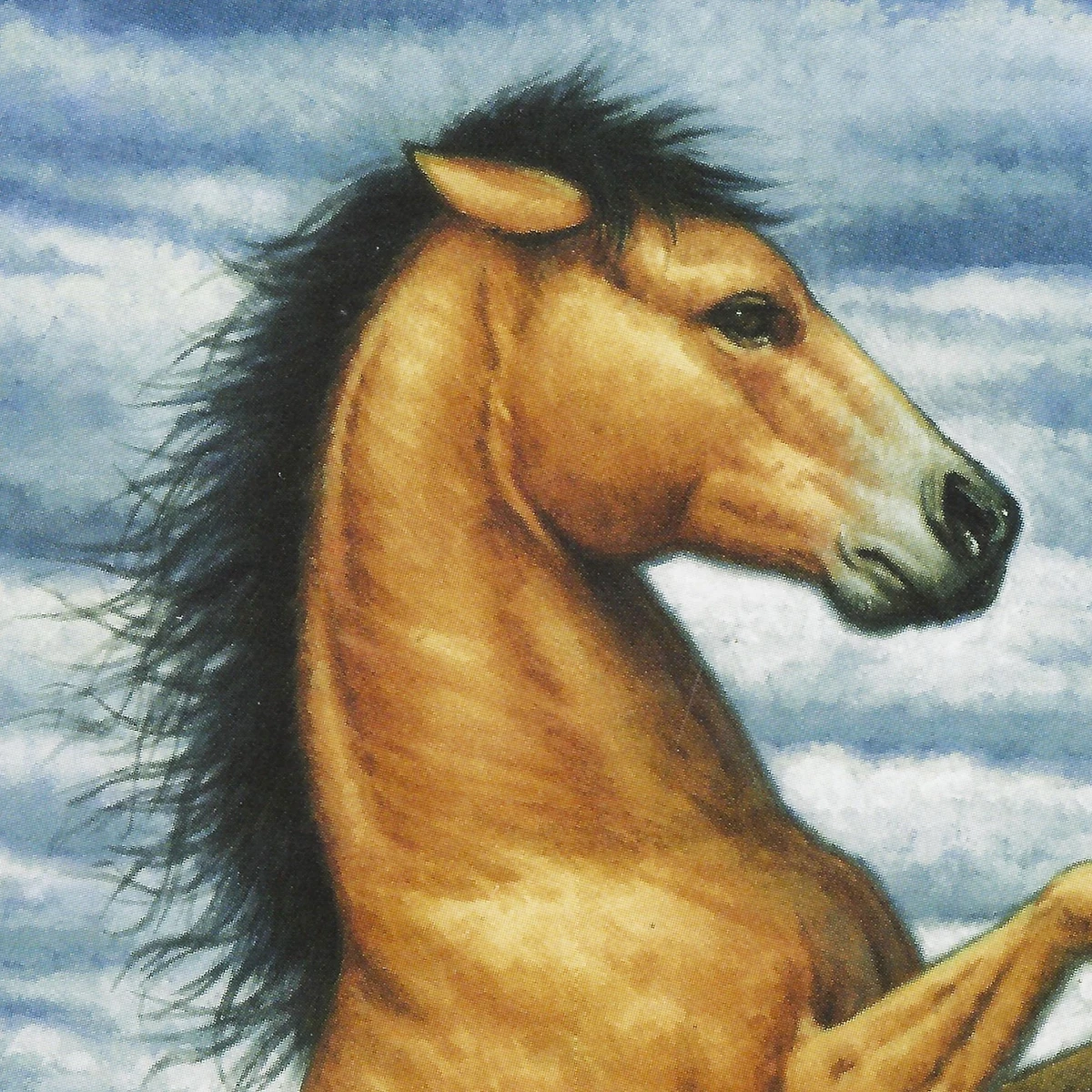 Estrella Horses of the Dawn Wiki Fandom