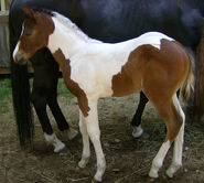 Cheyanne.jpg (117 KB)