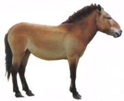 Przewalski