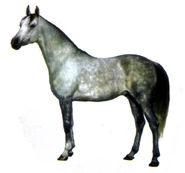 An Arabian Horse.