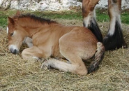 Imagemh.jpeg (320 KB) Bay foals, like this one, sometimes have pale hairs on their legs and in their mane and tail until they shed their foal coats