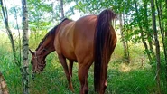 Horses tend to lift their tail and move it out of the way of the anus before defecating