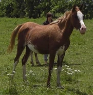 STM Celestial Snow: moderate sabino purebred Arabian.