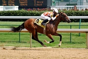A race horse.