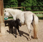 Imagepo.jpeg (230 KB) This black Shetland Pony foal was born very dark and will likely gray like its mother