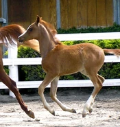 Imagemo.jpeg (151 KB) A chestnut foal with body-clipped head and neck, showing two-toned hair shaft, lighter at the roots