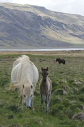 Imageuyj.jpeg (86 KB) Icelandic mare and foal