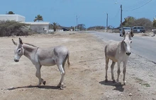 Possible Nubian wild asses  