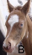 Oiimage.jpeg (62 KB) At birth, champagne horses have bright blue eyes and bright pink skin, as the horse matures the eyes darken to hazel and the skin becomes freckled.