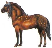 Dartmoorpony