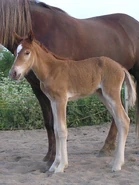 Imagejak.jpeg (114 KB) A young chestnut foal, showing slight lightening of skin, possibly related to the pheomelaninistic characteristics of chestnut genetics. The skin will darken as the foal becomes older. Skin depigmentation is not always seen in chestnut foals.