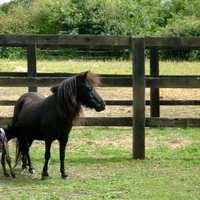 Falabella Miniature Horse Wikihorses Fandom