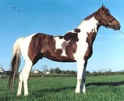 This skewbald is and color but black and white including brown 