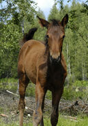 Foal in Finland