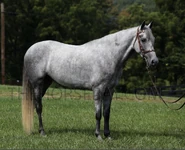 A grey horse