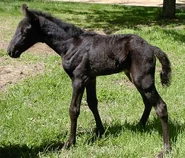 Imagevb.jpeg (64 KB) Smoky black foal