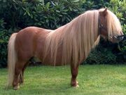 Shetland Pony 6489794.jpg