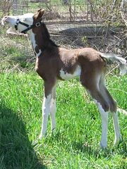 Stmeureka as a foal