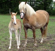 ,sjimage.jpeg (246 KB) Haflinger mare and foal