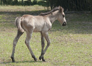 Vgfimage.jpeg (248 KB) Cumberland foal