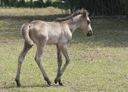 Cumberland foal