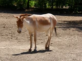 Onager