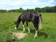 Moonlight Prophecy: black splash Arabian