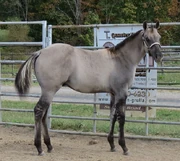 Grullo/Grulla horse foal