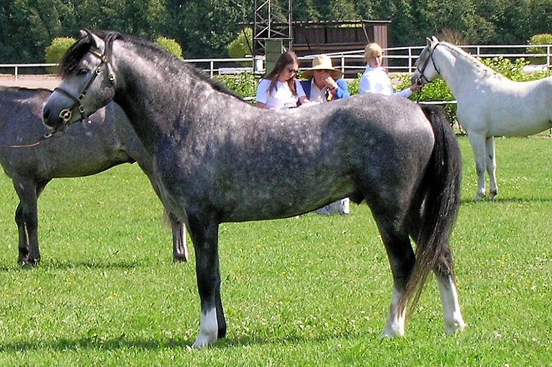 Dapple Gray, WikiHorses