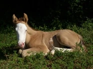 Horse with a bald face and blue eyes.