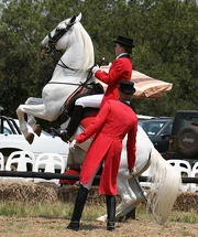 Lipizzan performing "airs above the ground"