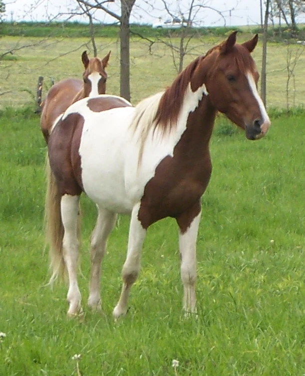 Tobiano | WikiHorses | Fandom