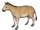 Mesohippus