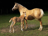 A palomino mare with a chestnut foal. This golden shade is widely recognized as palomino.