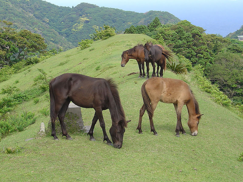 Dapple Gray, WikiHorses