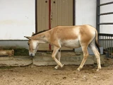 Turkmenian Kulan