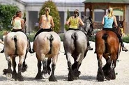 Draft Horses