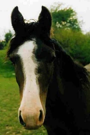 This is a  horse with a blaze.