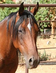 This is a  mare with a star.