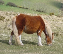 Dartmoorponyeatinggrass
